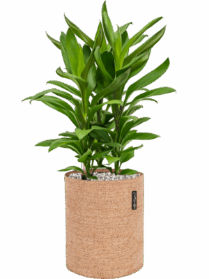Cordyline Fruticosa Glauca In Lechuza Trendcover Cork D 19 H 57 cm - PlantenShop24 - 06-05-2025