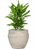 Cordyline Fruticosa Glauca In Mediterranean D 19 H 58 cm - PlantenShop24 - 06-05-2025