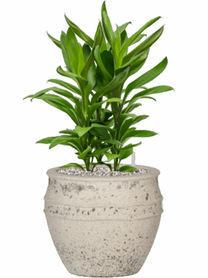 Cordyline Fruticosa Glauca In Mediterranean D 19 H 58 cm - PlantenShop24 - 06-05-2025