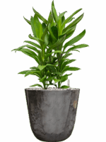 Cordyline Fruticosa Glauca In Palermo D 19 H 57 cm - PlantenShop24 - 06-05-2025
