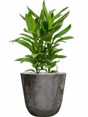 Cordyline Fruticosa Glauca In Palermo D 19 H 57 cm - PlantenShop24 - 06-05-2025