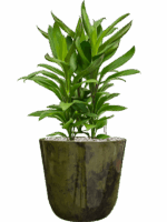 Cordyline Fruticosa Glauca In Palermo D 19 H 57 cm - PlantenShop24 - 06-05-2025