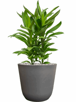 Cordyline Fruticosa Glauca In Palermo D 19 H 57 cm - PlantenShop24 - 06-05-2025
