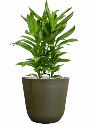 Cordyline Fruticosa Glauca In Palermo D 19 H 57 cm - PlantenShop24 - 06-05-2025
