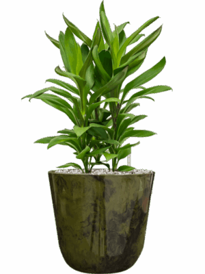 Cordyline Fruticosa Glauca In Palermo D 19 H 57 cm - PlantenShop24 - 06-05-2025