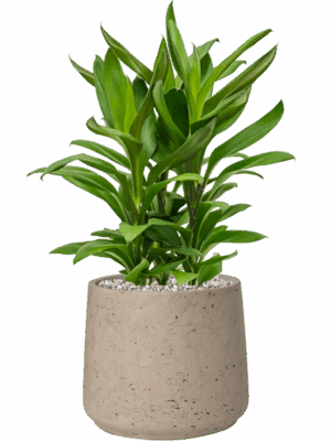 Cordyline Fruticosa Glauca In Rough D 19 H 54 cm - PlantenShop24 - 06-05-2025