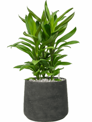 Cordyline Fruticosa Glauca In Rough D 19 H 54 cm - PlantenShop24 - 06-05-2025