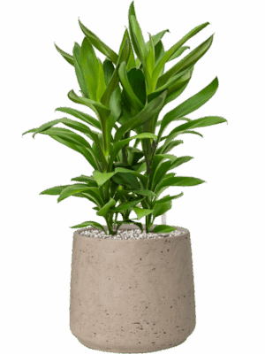 Cordyline Fruticosa Glauca In Rough D 19 H 54 cm - PlantenShop24 - 06-05-2025