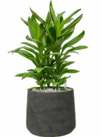 Cordyline Fruticosa Glauca In Rough D 19 H 54 cm - PlantenShop24 - 02-06-2025