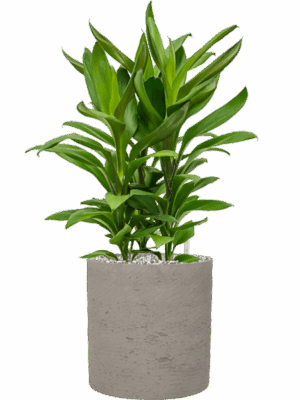 Cordyline Fruticosa Glauca In Rough D 19 H 55 cm - PlantenShop24 - 06-05-2025
