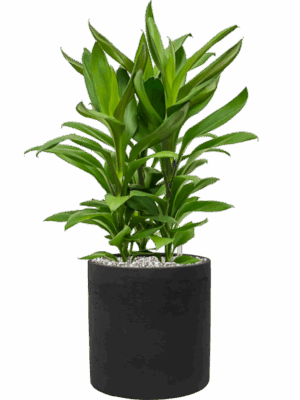 Cordyline Fruticosa Glauca In Rough D 19 H 55 cm - PlantenShop24 - 06-05-2025