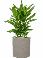 Cordyline Fruticosa Glauca In Rough D 19 H 55 cm - PlantenShop24 - 19-05-2025
