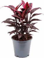 Cordyline Fruticosa Mambo D 19 H 50 cm - PlantenShop24 - 04-07-2025