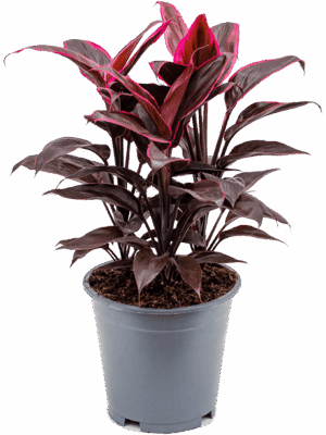 Cordyline Fruticosa Mambo D 19 H 50 cm - PlantenShop24 - 04-07-2025