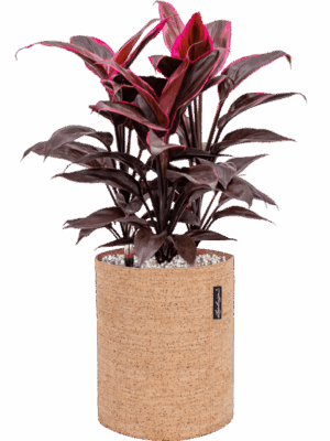 Cordyline Fruticosa Mambo In Lechuza Trendcover Cork D 19 H 51 cm - PlantenShop24 - 02-05-2025