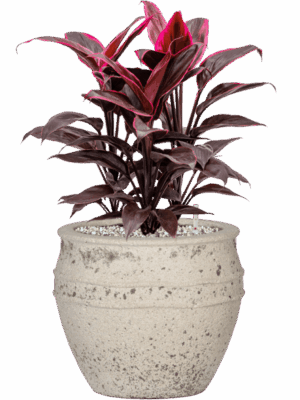 Cordyline Fruticosa Mambo In Mediterranean D 19 H 52 cm - PlantenShop24 - 02-05-2025