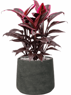Cordyline Fruticosa Mambo In Rough D 19 H 49 cm - PlantenShop24 - 02-05-2025