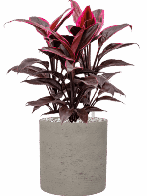 Cordyline Fruticosa Mambo In Rough D 19 H 49 cm - PlantenShop24 - 02-05-2025