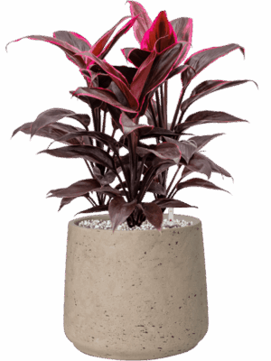 Cordyline Fruticosa Mambo In Rough D 19 H 49 cm - PlantenShop24 - 02-05-2025