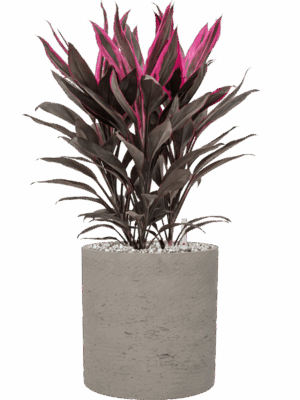 Cordyline Fruticosa Tango In Rough D 19 H 50 cm - PlantenShop24 - 19-05-2025