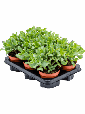 Crassula Curly Green D 12 H 20 cm - PlantenShop24 - 24-06-2025