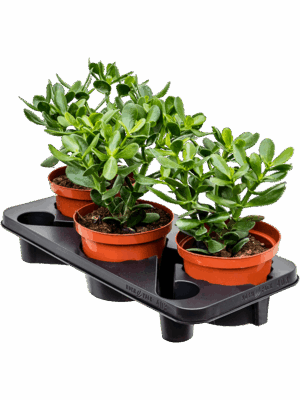 Crassula Ovata D 17 H 35 cm - PlantenShop24 - 24-06-2025