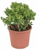 Crassula Ovata D 35 H 70 cm - PlantenShop24 - 02-05-2025