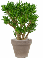 Crassula Ovata Gollum In Terra Cotta D 35 H 100 cm - PlantenShop24 - 13-05-2025