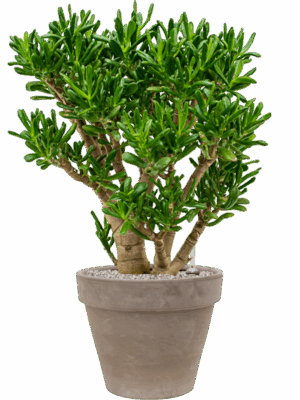 Crassula Ovata Gollum In Terra Cotta D 35 H 100 cm - PlantenShop24 - 13-05-2025
