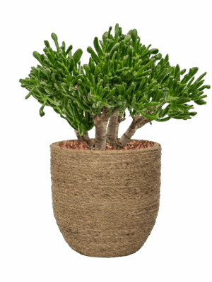 Crassula Ovata Horntree In Bohemian D 23 H 51 cm - PlantenShop24 - 16-05-2025