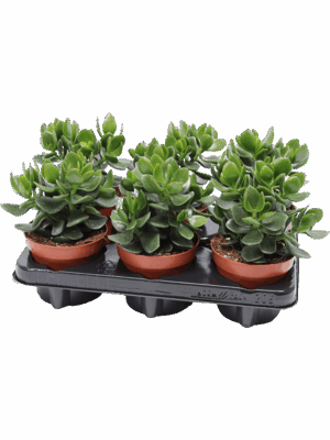 Crassula Ovata Hulk D 12 H 20 cm - PlantenShop24 - 24-06-2025