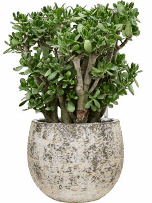 Crassula Ovata In Baq Atlas D 40 H 83 cm - PlantenShop24 - 19-05-2025