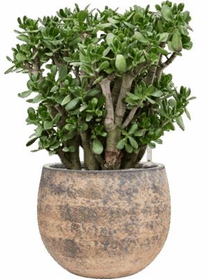 Crassula Ovata In Baq Atlas D 40 H 83 cm - PlantenShop24 - 19-05-2025
