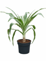 Crinum Asiaticum D 38 H 110 cm - PlantenShop24 - 05-05-2025