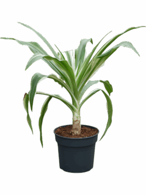 Crinum Asiaticum D 38 H 110 cm - PlantenShop24 - 05-05-2025