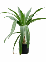 Crinum Asiaticum D 45 H 170 cm - PlantenShop24 - 05-05-2025