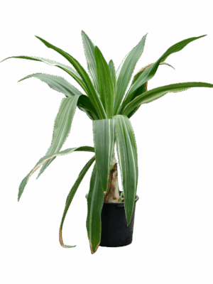 Crinum Asiaticum D 45 H 170 cm - PlantenShop24 - 05-05-2025