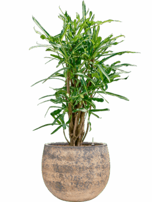 Croton Codiaeum Variegatum Banana In Baq Atlas D 22 H 117 cm - PlantenShop24 - 19-05-2025