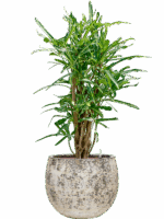 Croton Codiaeum Variegatum Banana In Baq Atlas D 22 H 117 cm - PlantenShop24 - 19-05-2025