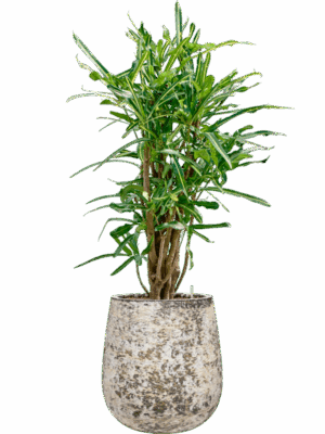 Croton Codiaeum Variegatum Banana In Baq Atlas D 22 H 123 cm - PlantenShop24 - 19-05-2025