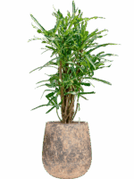 Croton Codiaeum Variegatum Banana In Baq Atlas D 22 H 123 cm - PlantenShop24 - 19-05-2025