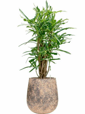 Croton Codiaeum Variegatum Banana In Baq Atlas D 22 H 123 cm - PlantenShop24 - 19-05-2025