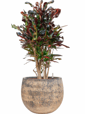Croton Codiaeum Variegatum Mammi In Baq Atlas D 22 H 106 cm - PlantenShop24 - 19-05-2025