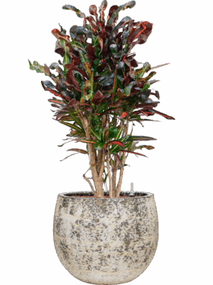 Croton Codiaeum Variegatum Mammi In Baq Atlas D 22 H 106 cm - PlantenShop24 - 19-05-2025