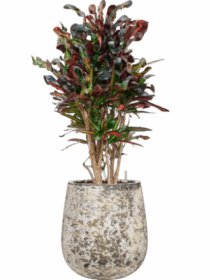 Croton Codiaeum Variegatum Mammi In Baq Atlas D 22 H 111 cm - PlantenShop24 - 19-05-2025