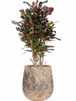 Croton Codiaeum Variegatum Mammi In Baq Atlas D 22 H 111 cm - PlantenShop24 - 08-07-2025