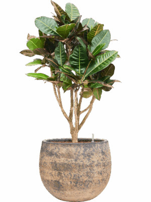 Croton Codiaeum Variegatum Petra In Baq Atlas D 22 H 110 cm - PlantenShop24 - 19-05-2025