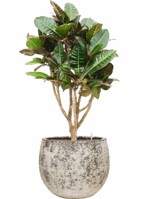 Croton Codiaeum Variegatum Petra In Baq Atlas D 22 H 110 cm - PlantenShop24 - 19-05-2025