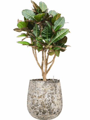 Croton Codiaeum Variegatum Petra In Baq Atlas D 22 H 116 cm - PlantenShop24 - 19-05-2025