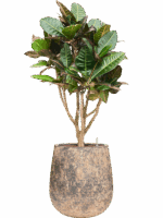 Croton Codiaeum Variegatum Petra In Baq Atlas D 22 H 116 cm - PlantenShop24 - 19-05-2025